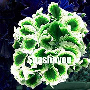 . 100 Pcs/Sac Geranium Fleur Plantes vivaces Fleur Pelargonium Peltatum Plante en Pot Géranium pour Jardin: 1