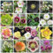 200 Pcs Christrose Im Topf Samen - Wildblumen Balkonblumen, Schnittblumen Samen Christrose Echt Samen - Helleborus Thibetanus - Wiesensaatgut, Garten Geschenk, Seltene Pflanzen, Wohnzimmer