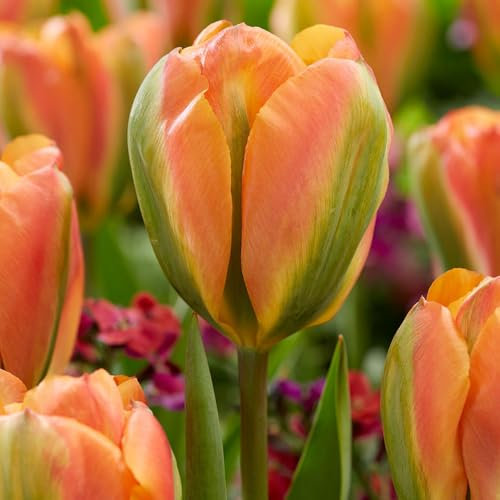 10 x Tulipa Viridiflora Orange Marmelade – Orange Flashed Green, Citrus Fresh Flowers – Spring Flowering Bulbs – Elegant Lily Flowering – Perennials – for Your Beautiful Garden