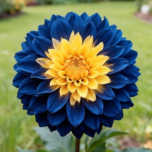 Winterharte mehrjährige Dahlie, Dahlien rhizom, Blühende Rhizome, Ideale Gartenarbeit, Seltene Dahlien-2 Rhizome-C