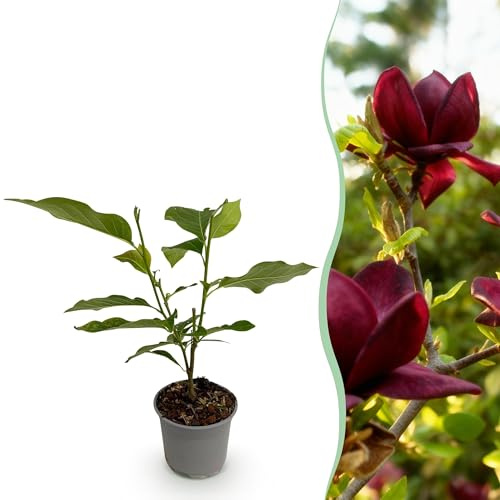 Magnolia Genie - Blume Lila - Laubabwerfend - Pflegeleicht - 30cm - Ø12cm - Gartenpflanze
