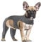 Yoolhamy Dog Surgery Recovery Suit - Leg Wound Protector Brace, Comfortable Elbow Protector Cone Alternative - Prevent Licking & Bite - Long Sleeve Suits - Leg Brace Support (Grey, XS)
