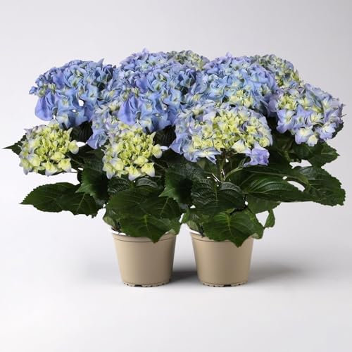 Hortensie blau, Topf-Ø 13/14 cm, 7 Dolden, Höhe ca. 35 cm, 2 Pflanzen
