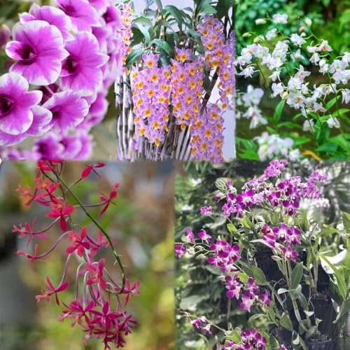 Dendrobium nobile - Seltene serie - balkonblumen indoor kräutergarten blumendeko gartenpflanzen balkonpflanzen winterhart blumensaat 650samen