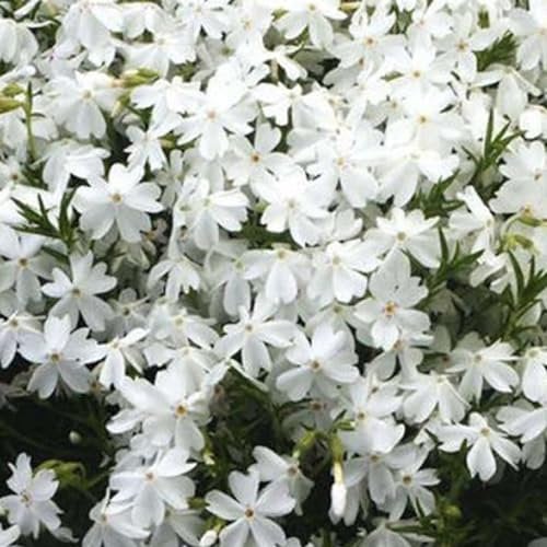 6 x Phlox nain 'White Admiral' - Phlox Douglasii 'White Admiral' - Godet 9x9 cm, Fleurs Blanches Étoilées, Couvre-sol Persistant