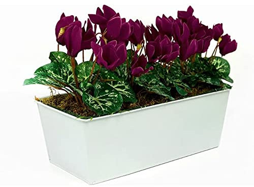 Alpenveilchen Winterhart(Cyclamen)|Blumensamen Nachhaltige Geschenke Bonsai Samen Cyclamen Zimmerpflanzen Samen Balkon Blumen Schnittblumen Samen-100stüCk(Lila)