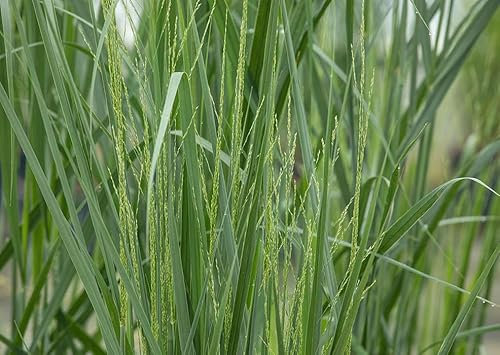 3 Stück Panicum virgatum Northwind Topfware