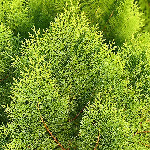 Zypressen Winterhart Groß Samen - Zypresse Cupressaceae - Zypressensamen Steingartenpflanzen Winterhart Zimmerpflanzen Wenig Lichtbedarf Pflanztopf Indoor Plants Deko Bonzai Bäume 50 Stück