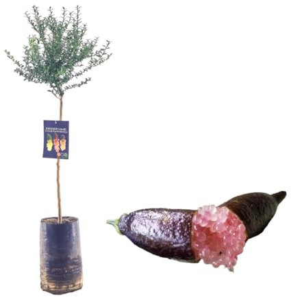 Pianta di Finger Lime/Caviale di limone - Varietà Pink Ice - Citrus Australasica - H100cm inclusa Fitocella