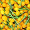 New Fresh 100 Pieces Chili Aji Charapita Vegetable Seeds:Seeds Only