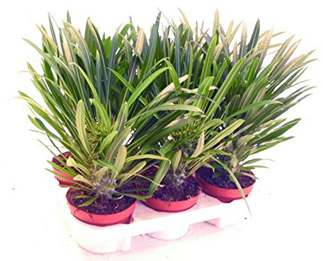 Exotenherz - Pachypodium lameri - Echte Madagaskar-Palme - 12cm Topf