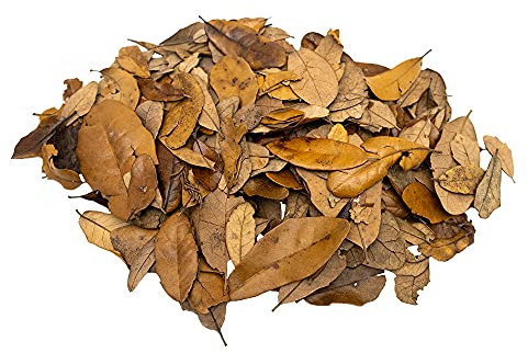 XYZReptiles Premium Live Oak Leaf Litter Isopod Substrat Terrarium Bedding (1/2 Gallon)