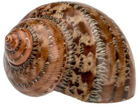 NaDeco Turbo petholatus, Größe ca. 4-7cm | Gobelin Turban | Meeresschnecke | Deko-Schnecke | Schneckenhaus | Deko-Schneckenhaus | Turbanschnecke | Deko-Schnecken | Muscheln und Schnecken