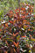 Photinia fraseri 'Red Robin' 40-60 cm - Glanzmispel, rote Blattaustriebe, immergrün, ideal als Hecke, pflegeleicht und winterhart