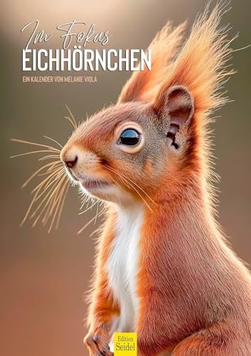 Edition Seidel Premium Kalender Im Fokus Eichhörnchen 2026 Format DIN A3 Wandkalender Tierkalender putzige Gesellen Wildtiere Waldtiere Melanie Viola