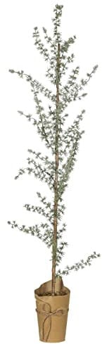 IB Laursen [SA2022/08] Zeder unecht m/Papiertopf