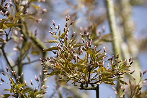 Amelanchier arborea 'Robin Hill' 80-100 cm - Felsenbirne, zartrosa Blüten, Blütezeit April-Mai, ideal für Hecken und Einzelstellung, bienenfreundlich, winterhart