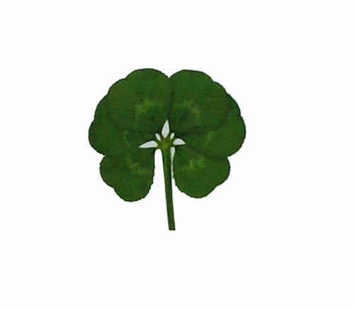 Trèfle à six feuilles authentique certifié Trifolium repens – Fabrication de cartes porte-bonheur