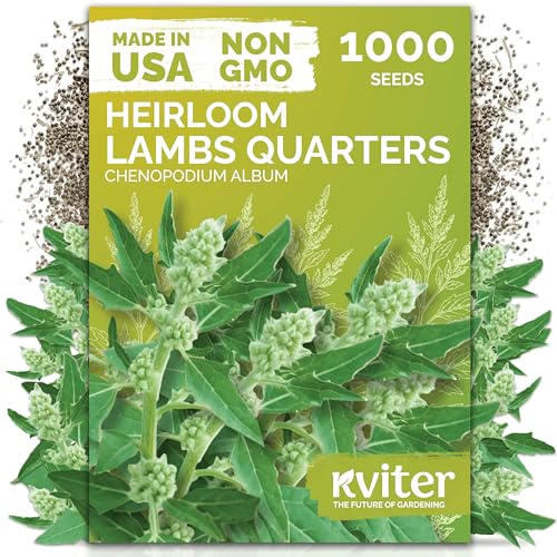 KVITER 1000 Lambs Quarters Seeds (Chenopodium Album) - Goosefoot, Wild Spinach, Edible Leaves, Heirloom Herbs Seed, Non GMO - Annual Herb Seeds in Seed Packets for Outdoor Gardens or Raised Beds