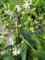 Heptacodium miconioides Tianshan - Sieben-Söhne-des-Himmels-Baum 80-100