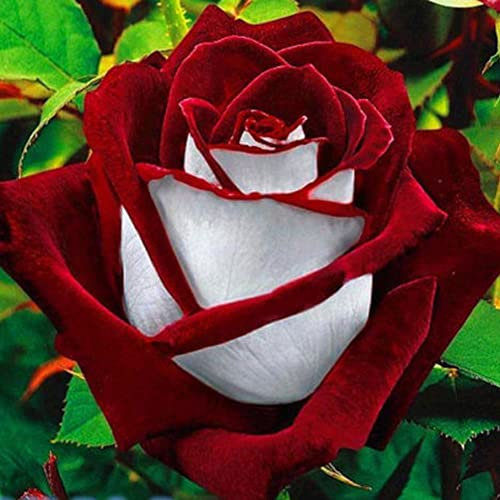 Haloppe 100 pz Osiria Rose Fiori Piante Semi per la Piantagione del Giardino di Casa, Rosso Bianco Osiria Rosa Semi di Fiori Casa Giardino Pianta Decor
