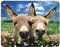 3D LiveLife Magnet - Donkeys from Deluxebase. Lenticular 3D Farm Fridge Magnet. Magnetic decor for kids and adults with artwork licensed from renowned artist, David Penfound