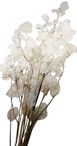 Lunaria Natur getrocknet I 70 - 80 cm I Silberblatt Trockenblumen