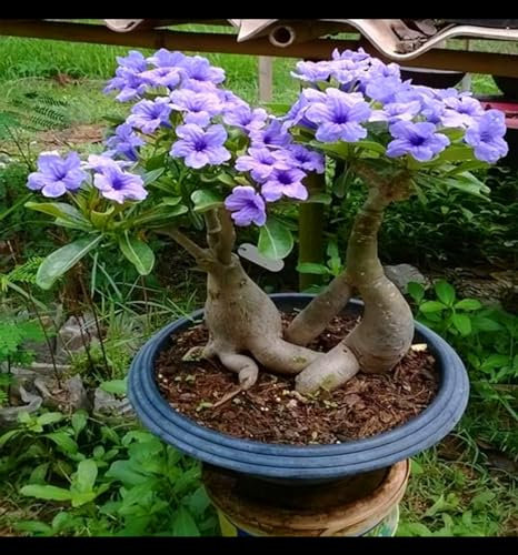 Desert rose Winterhart Wüstenrose pflanze Wüstenrose rhizome Wüstenrose set desert Desert rose plant WüStenrose Pflanze