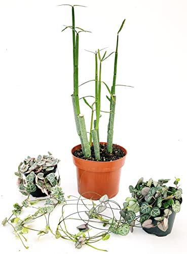 POWERS TO FLOWERS - CEROPEGIA WOODII, WOODII VARIEGATA e DICHOTOMA, piante vere