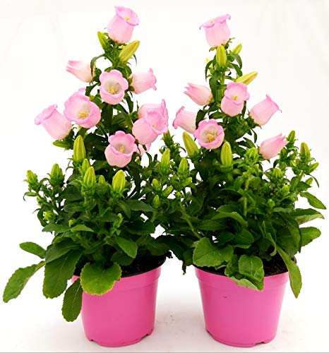 POWERS TO FLOWERS - CAMPANULA APPEAL ROSA, 2 PIANTE, piante vere
