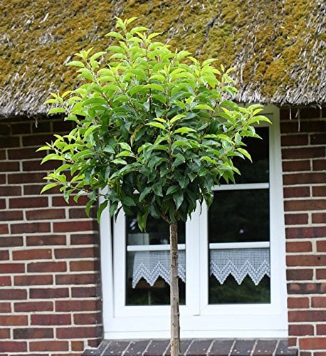 Hochstamm Portugiesische Lorbeerkirsche Angustifolia 80-100cm - Prunus lusitanica - lebende Gartenpflanze aus den Baumschulen