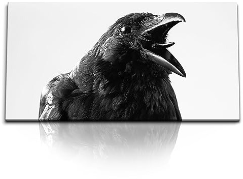 Paul Sinus Kunstdruck Bilder 120x60cm Krähe schwarzer Vogel Tierfotografie Rabe