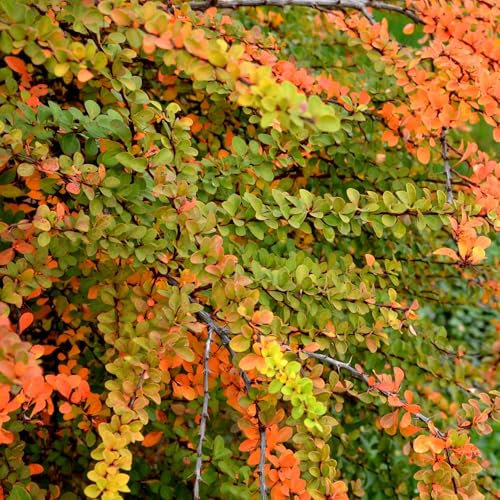 Berberis Orange Ice 1L - Defensive und dekorative Werte