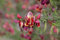 Cytisus scoparius 'Maria Burkwood' 60-80 cm - Besenginster, cremeweiße Blüten, Blütezeit April-Juni, ideal für Rabatten, pflegeleicht und winterhart