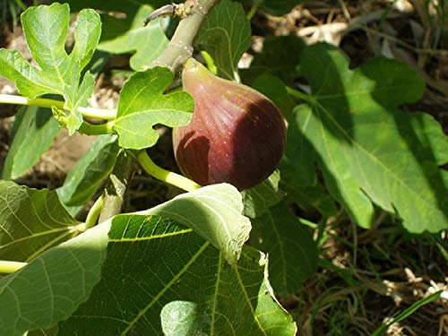 Direct Plants Fig Brown Turkey Ficus Carica Tree Fruit Plant in a 2 Litre Pot