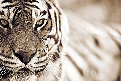 A.S. Création Fototapete Tiere Creme | Tiger Weiß Tiger Wohnzimmertapete 4.00 m x 2.67 m Creme Weiß