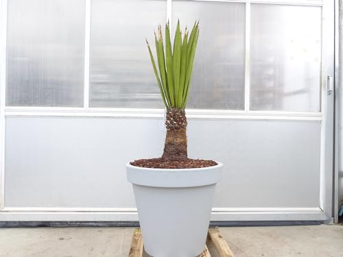 gruenwaren jakubik Yucca Faxoniana, 140 cm, Stamm 30 cm, Faxon Yucca, Palmilla, winterhart -20C