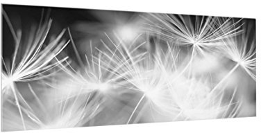 Bilderwelten Spritzschutz Glas - Pusteblumen schwarzer Hintergrund Panorama Quer 40cm x 100cm