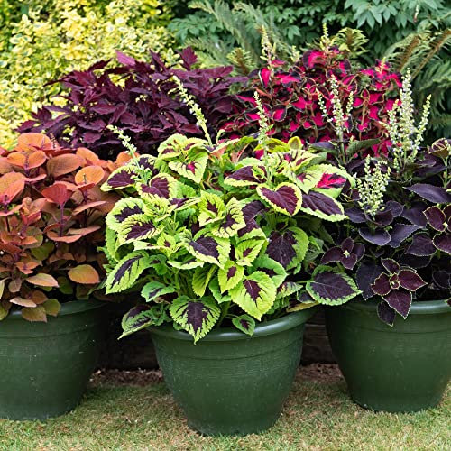 Coleus Mix Painted Nettle Tender Perennial Vibrant Borders Containers Shade-Tolerant Easy to Grow 12x Garden Ready Plants Supplied By Thompson and Morgan (12)