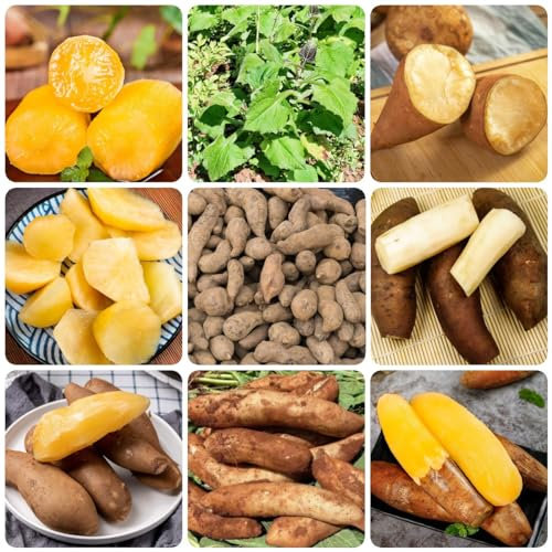 250 Pcs Yacon Samen, Obstsamen Winterfeste Pflanzen Für Balkon Yacon Pflanze Samen, Smallanthus Sonchifolius, Bäume Garten Winterhart Gartenpflanzen Winterhart Mehrjährig Frisches
