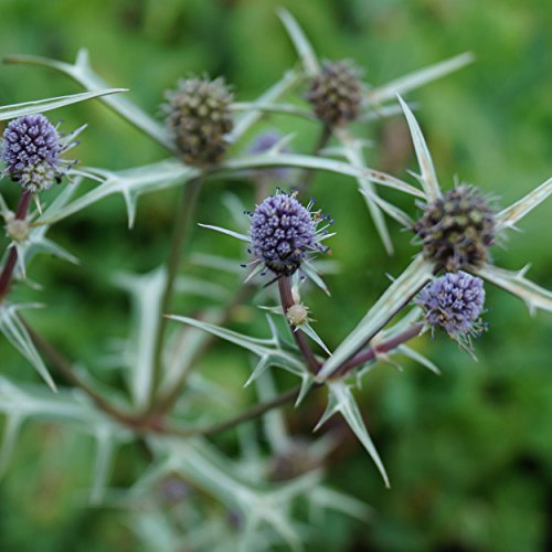 Blumixx Stauden Eryngium variifolium - Edeldistel grau