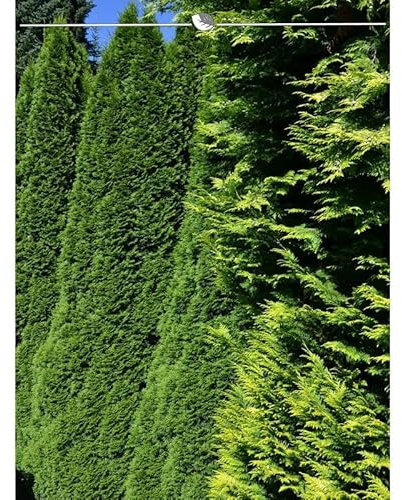 Thuja Smaragd 180-200 cm. 12 Lebensbäume. Immergrün, Winterhart, Sichtschutz