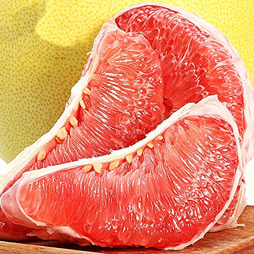 Â Red Grapefruit Sweet Citrus Maxima Hybrid Seeds 10 PZ Yuzu Tasty Organic Home Garden Frutta