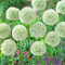 Allium zwiebeln winterhart - Winterharte Stauden Hervorragender Zierwert, geeignet für die Gartenbepflanzung-15zwiebeln-C