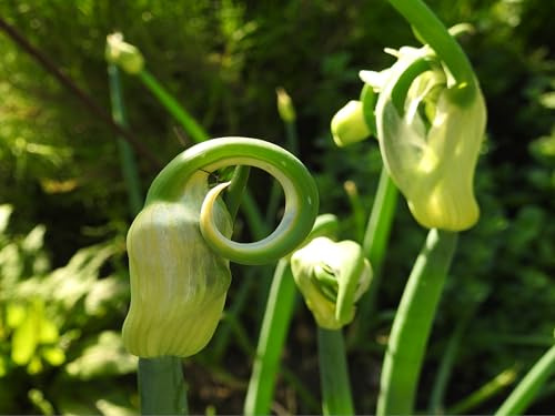 Steckzwiebeln der Luftzwiebel, Ettagenzwiebel, Ewige Zwiebel oder Ägyptische Zwiebel lat. Allium x proliferum - Bubillen, Bulbillen, Brutknöllchen (5 Stück)