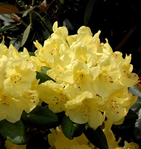 Großblumige Rhododendron Goldinetta® 30-40cm - Alpenrose - lebende Gartenpflanze aus den Baumschulen
