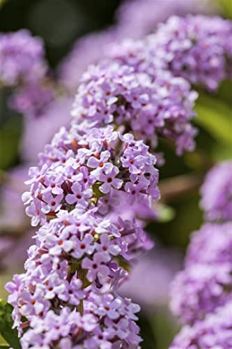 Hänge-Sommerflieder Buddleja alternifolia 80-100 cm winterhart | Duftende Bluetenrispen, Bienenweide, sonniger Standort, schnittvertraeglich, ideal fuer Garten und Beet