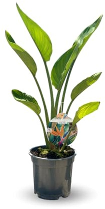 Attitude Jardin – Strelitzia reginae – Paradiesvogel – mediterrane Pflanze – 80-90 cm – ⌀ 18 cm – Außenpflanze