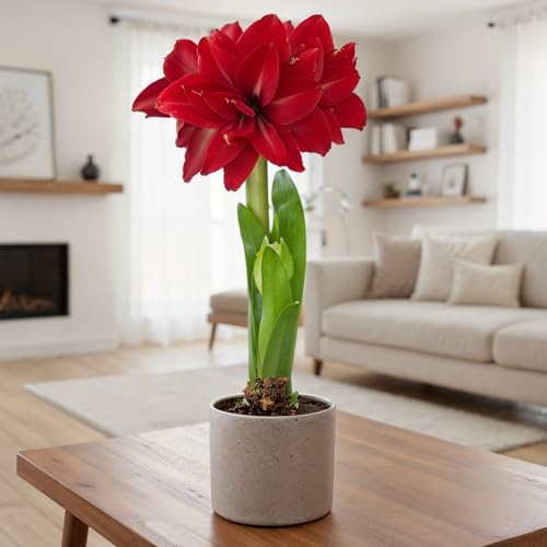 Amaryllis Zwiebeln Mehrjährig - Double Dark Red - 1 Zwiebel | Große Amaryllis-Zwiebel aus Holland, Großformat 26/30, für Topf und Innenbereich, mehrjährig (kein Samen)
