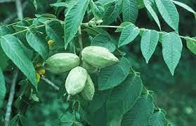 Aamish 3pcs Juglans cinerea noyer blanc